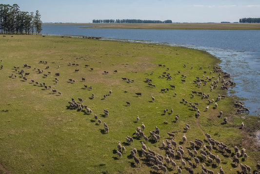 Dagsmejan NATIVA