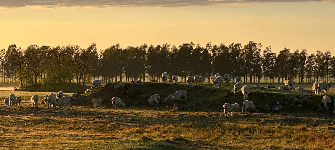 Dagsmejan visiting a merino wool farm in Uruguay