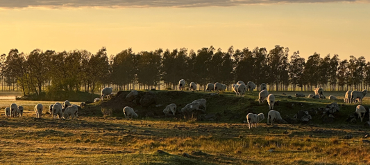 Dagsmejan visiting a merino wool farm in Uruguay