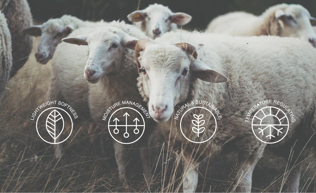 What Is Merino Wool? 14 Reasons Why You Should Wear It - Cool Wildlife