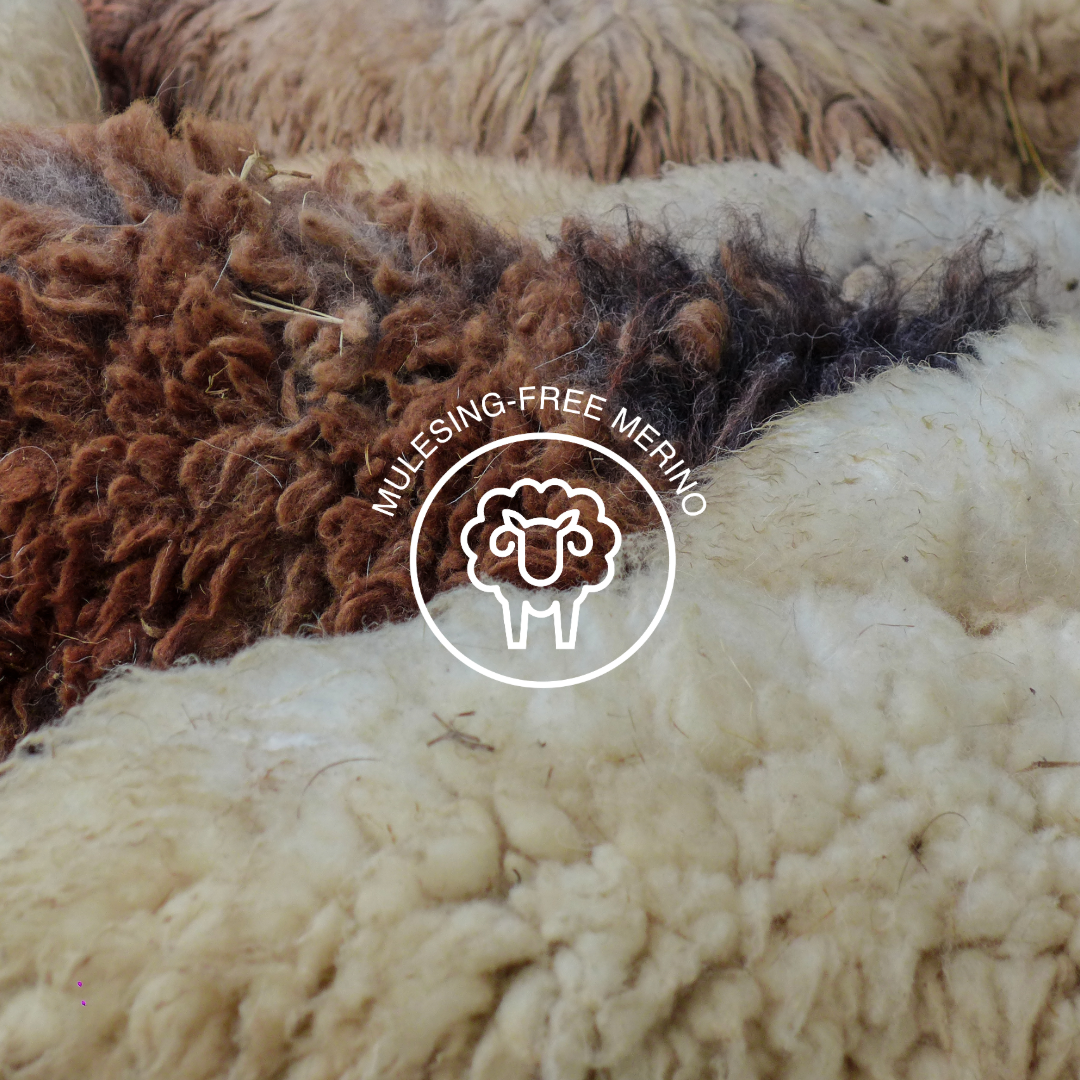 Mulesing-free merino