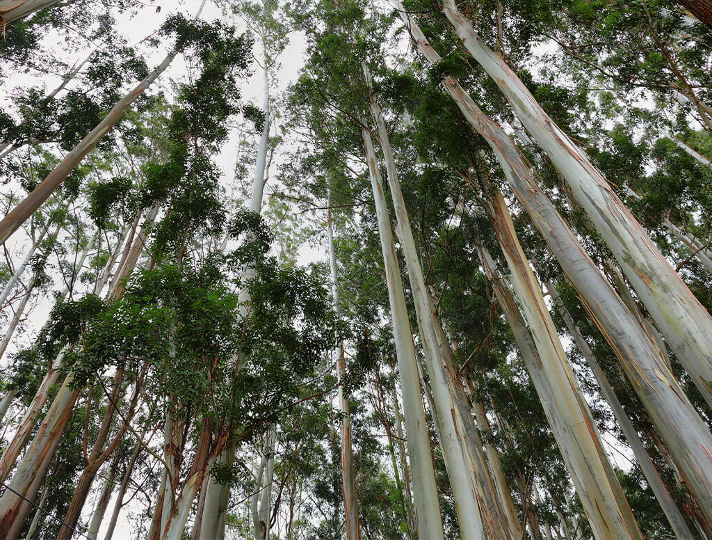 natural fibres from eucalyptus
