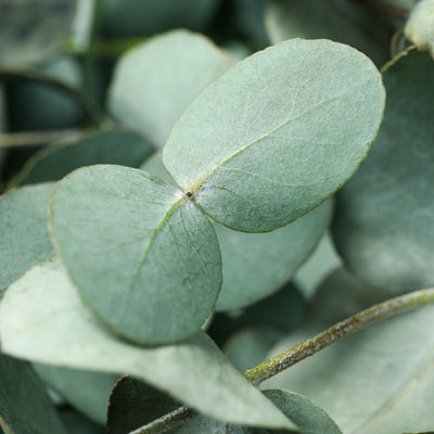 COLLAGEN PEPTIDES & BREATHABLE EUCALYPTUS