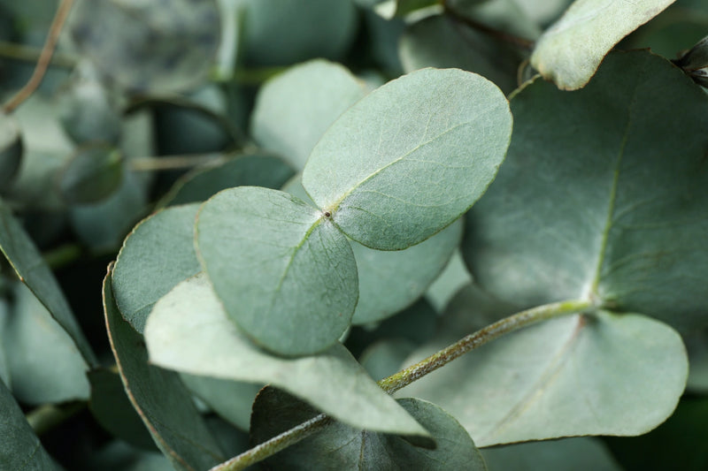Close-up of eucalyptus leaves with a soft focus background