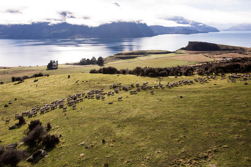 Sheep grazing on a grassy field with a lake and mountains in the background