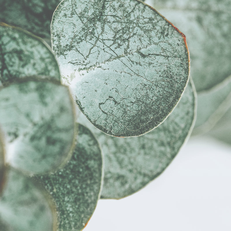 cooling eucalyptus fibres