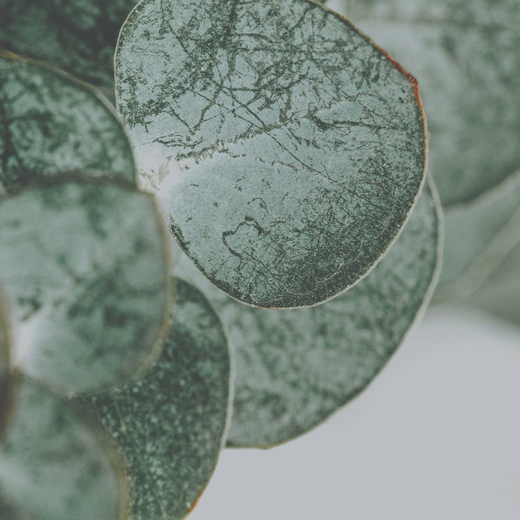 Collagen peptides and eucalyptus