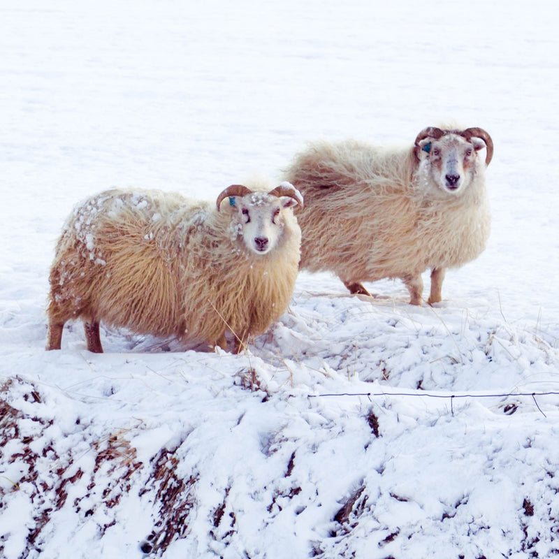 Stay warm merino wool